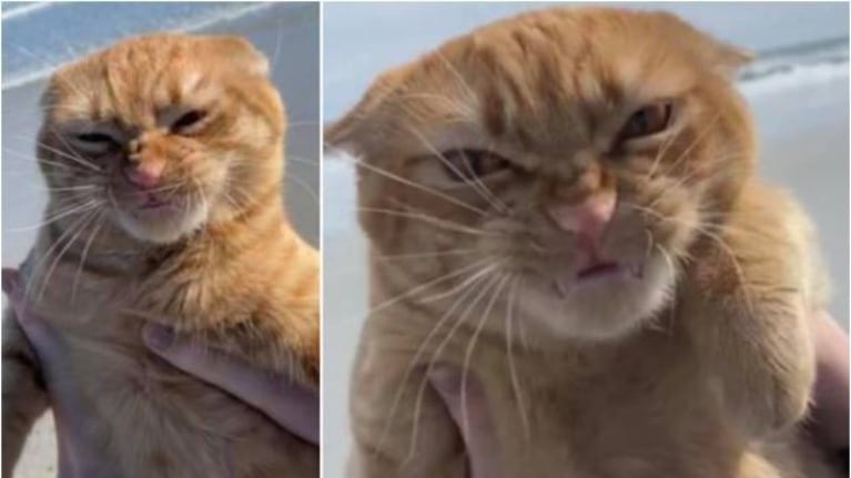 Gato se vuelve una celebridad en Internet por su reacción al ir por primera vez a la playa 