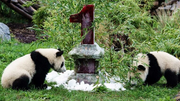 Gemelos panda de zoo de Berlín cumplen un año. Foto: EFE.