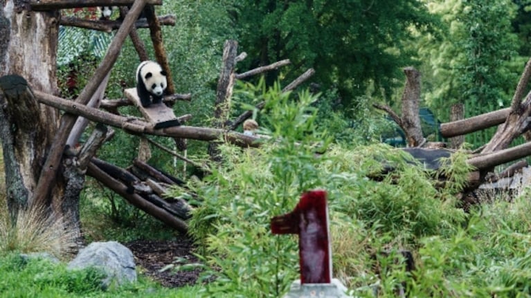 Gemelos panda del zoo de Berlín cumplen un año