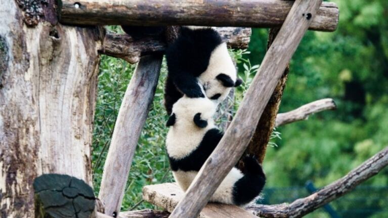 Gemelos panda del zoo de Berlín cumplen un año
