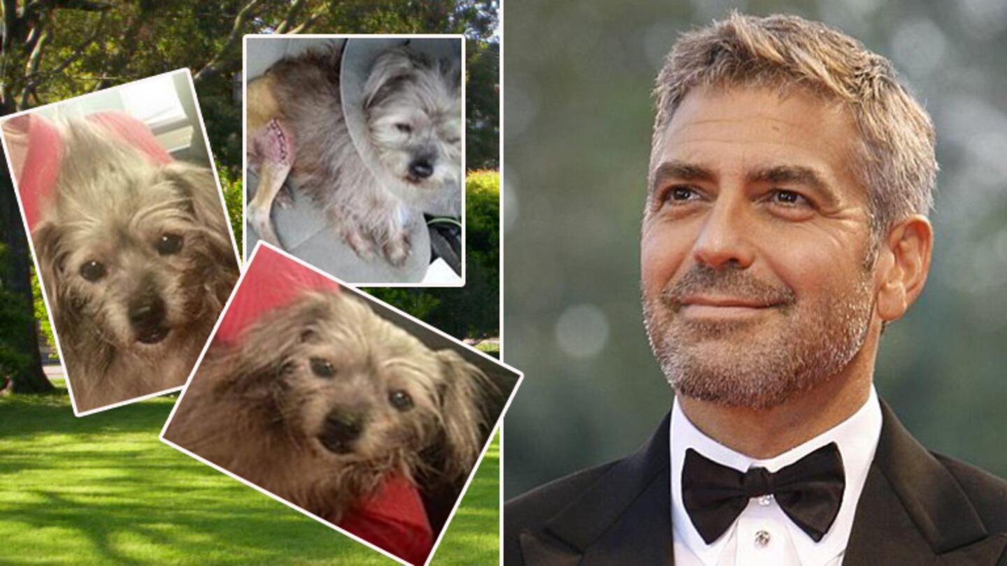 George Clooney adoptó al dulce Nate. Fotos: Facebook y Web.