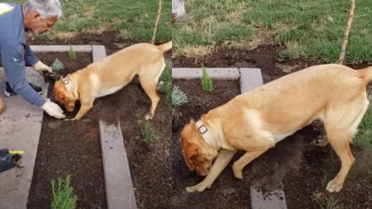 Georgia, la perra que ayuda a su dueño con la jardinería de la casa