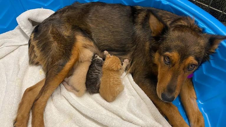 Georgia, la perrita que adoptó y amamanta a tres gatos huérfanos