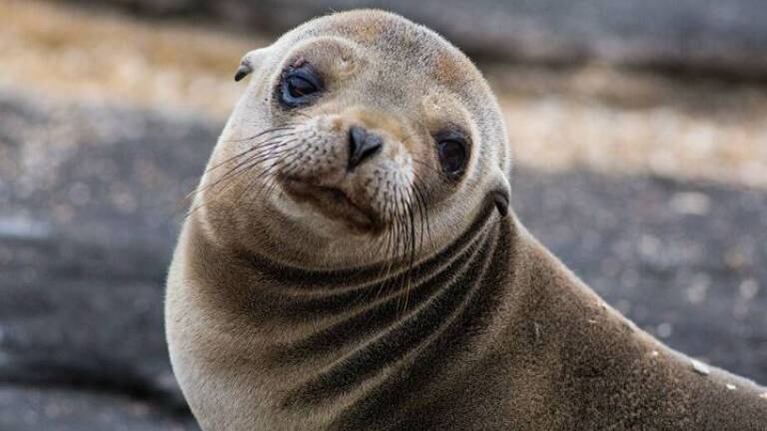 Golpearon a una foca con palos hasta dejarla inconsciente y que sus nietos se sacaran fotos