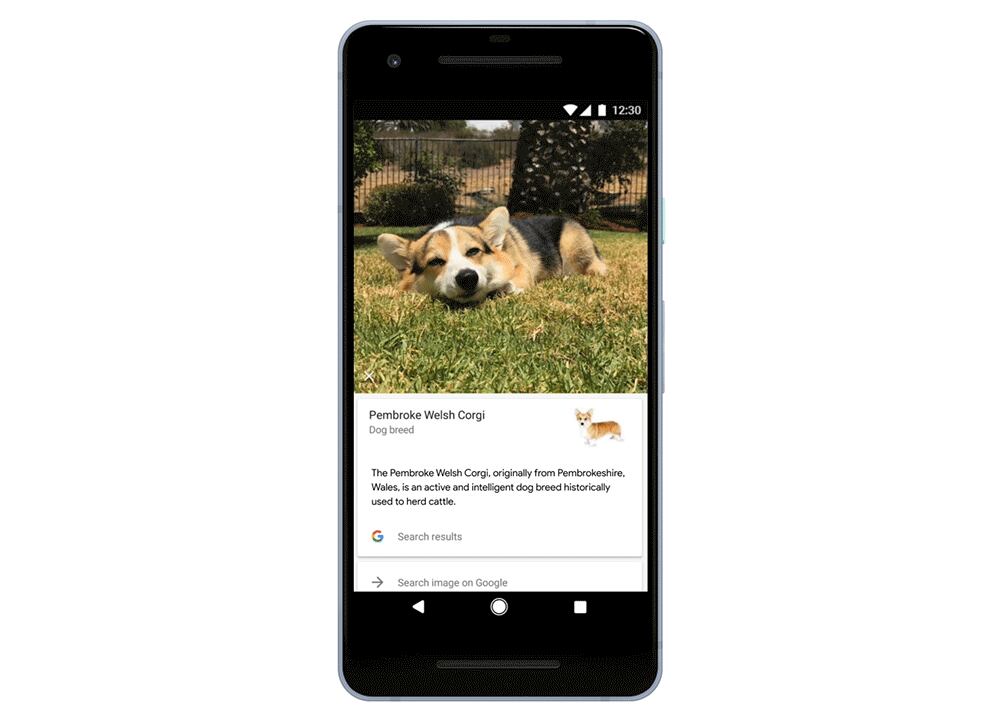 Google Lens y su nueva novedad: detectar y reconocer razas de perros y gatos