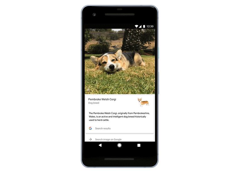 Google Lens y su nueva novedad: detectar y reconocer razas de perros y gatos