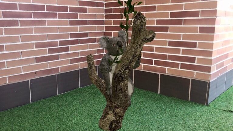  Google permite ver koalas y canguros sin tener que viajar a Australia gracias a su realidad aumentada. Foto: DPA.