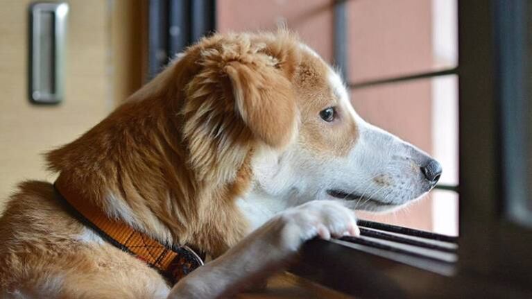 Graba a su perrito cuando no está en casa y el video conmueve