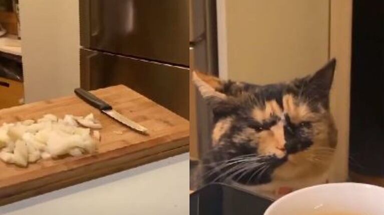 Graban a un gato “llorar” cuando su dueña corta cebolla