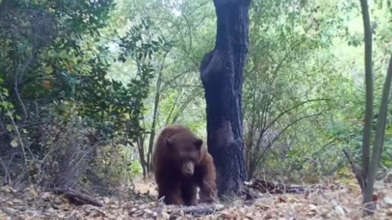 Graban a un oso echándose una siesta durante horas