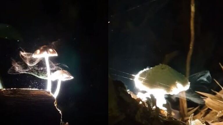 Graban un hipnotizante vídeo de los últimos momentos antes de que un hongo muera