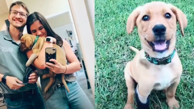 Gracias a su dueño, este perrito puede gozar de una vida normal con su nueva prótesis