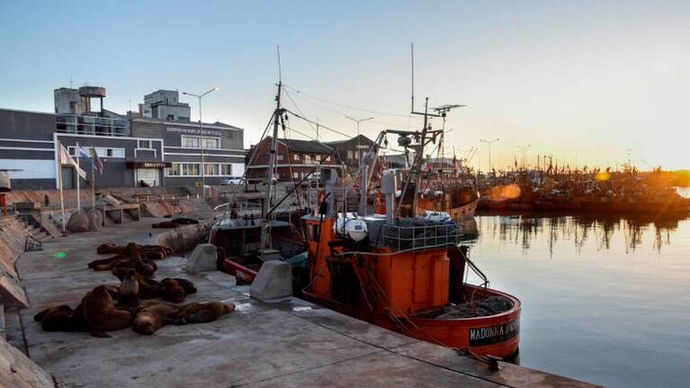 Gran gesto: pescadores donaron 1700 kilos de pescado a comedores, hospitales y clubes