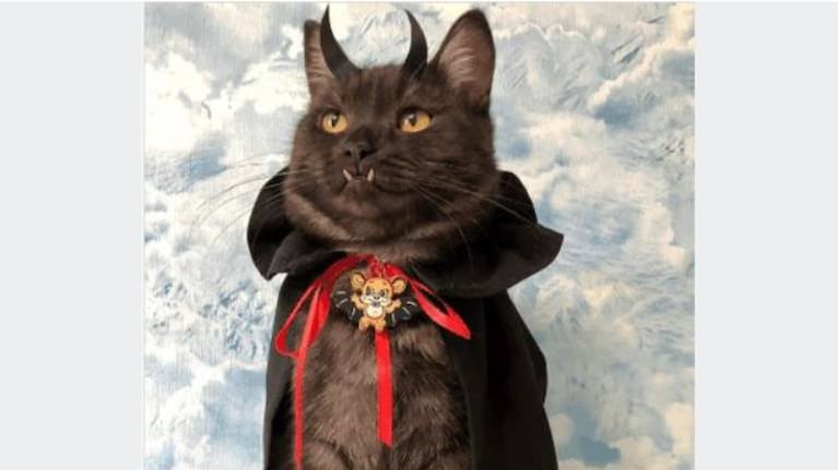 Griu, el gato “vampiro” que vende libros para ayudar a un refugio de animales