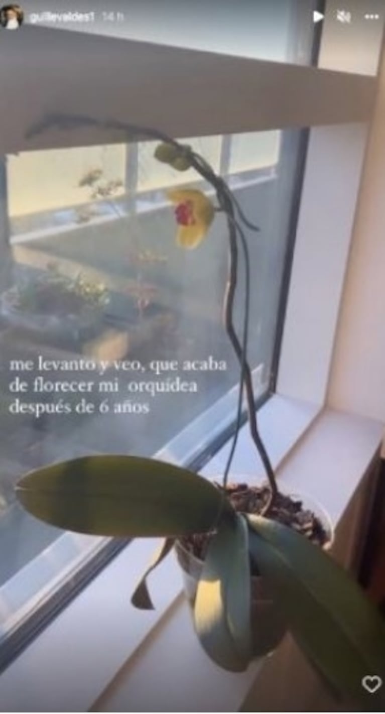 Guillermina Valdés recibió una señal de su orquídea el día que cumpliría años su papá 