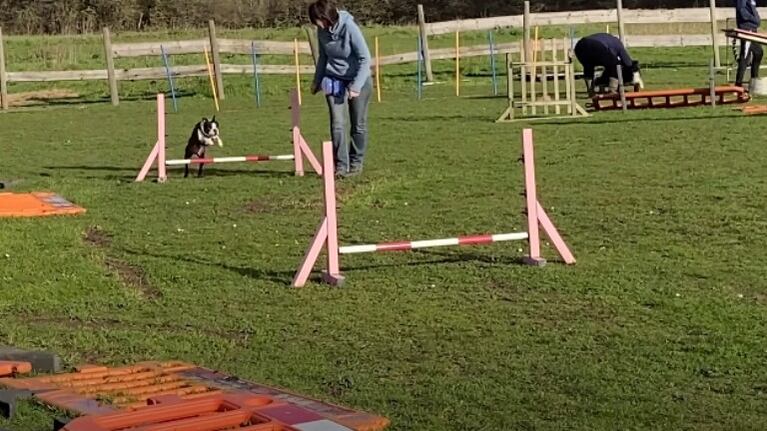 Gus, el perro de agility que sigue compitiendo después de perder la vista