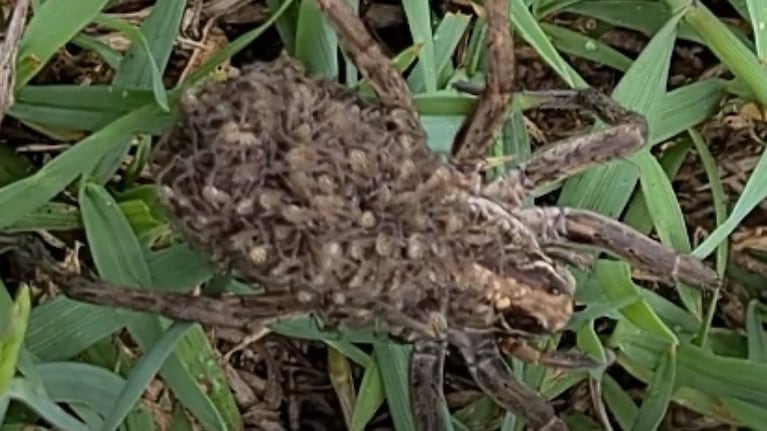 ¿Habías visto alguna vez a una araña llevando a cuestas a sus crías?
