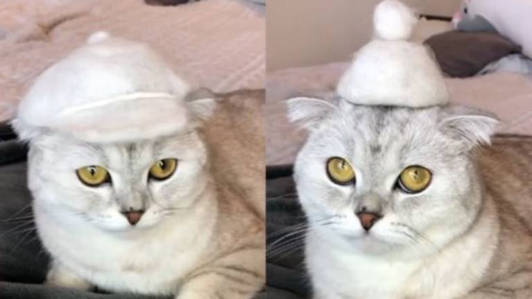 Hace sombreros con el pelo que pierde su gatita y conquista TikTok