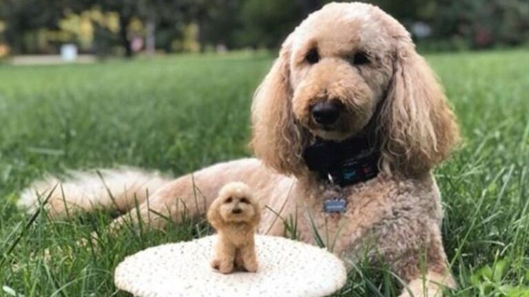 Hace versiones de perros y gatos en lana