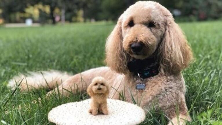 Hace versiones de perros y gatos en lana