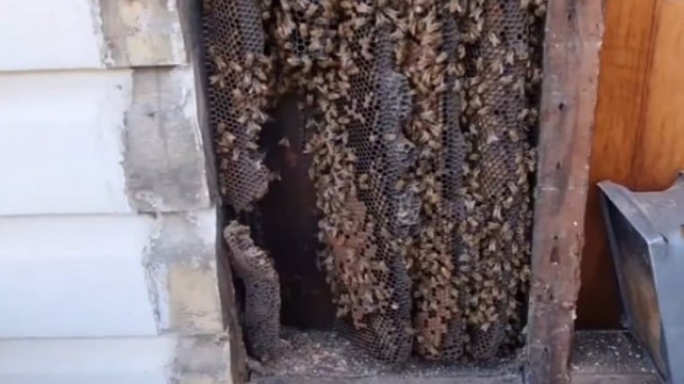 Hallan una colmena de abejas de cuatro metros construido bajo los tableros de madera de una casa en Australia