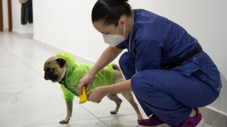 Harley, el perro terapeuta que ayuda a médicos que luchan contra el Covid-19