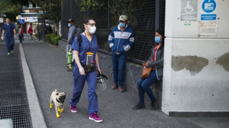 Harley, el perro terapeuta que ayuda a médicos que luchan contra el Covid-19