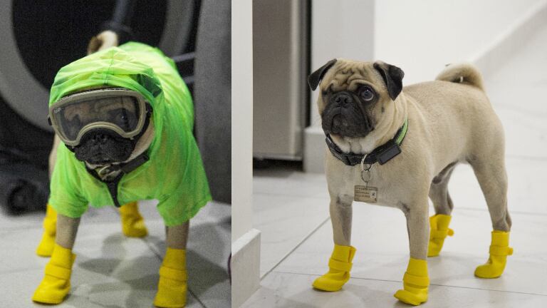 Harley, el perro terapeuta que ayuda a médicos que luchan contra el Covid-19. Foto: AFP.
