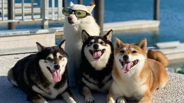 Hina, el perrito que se divierte al “estropear” las fotos de su dueña
