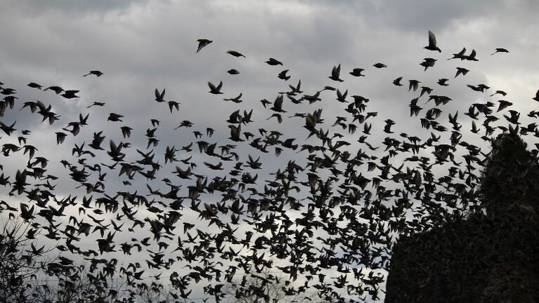 Hipnótico: sincronizado vuelo de los estorninos. Foto: Flickr.