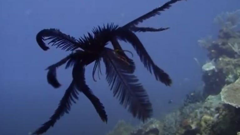 Hipnotizante: una estrella con plumas nadando en el mar