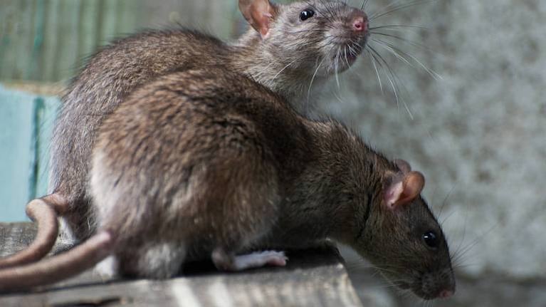 Hombre cae en agujero infestado de ratas que se abre en Nueva York
