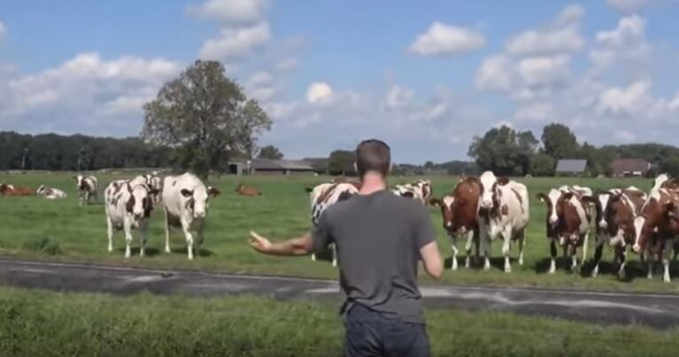  Hombre cautiva a las vacas con sus eructos