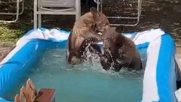 Hombre descubre a tres osos jugando en la piscina inflable de su hija