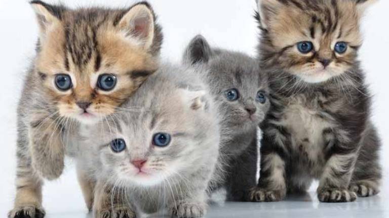 Hombre en Indonesia adopta 480 gatitos que rescató de la calle