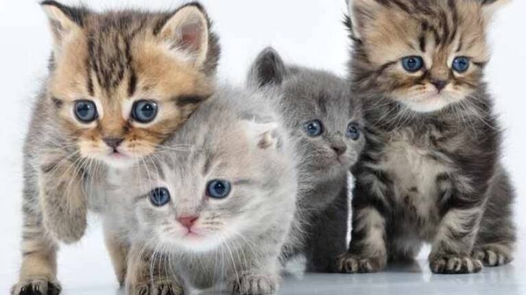 Hombre en Indonesia adopta 480 gatitos que rescató de la calle