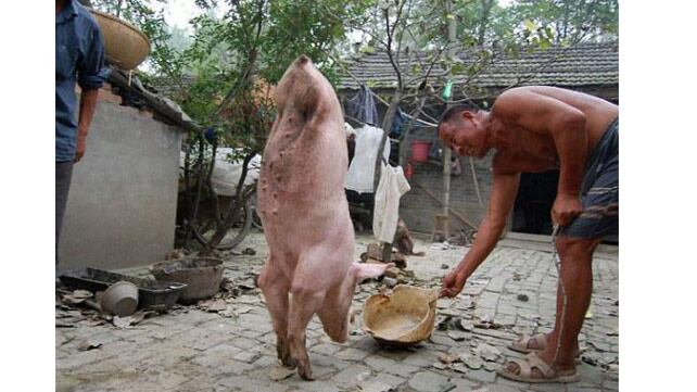 Hombre entrena a su chancho de dos patas para caminar