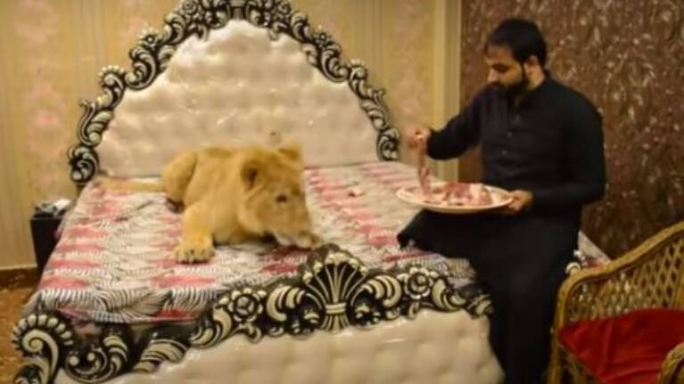 Hombre pakistaní tiene como mascota a león de casi 80 kilos