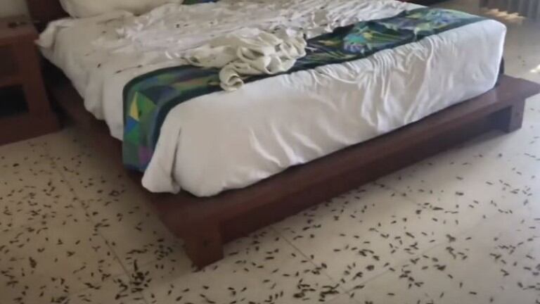 Horror: salen a dar un paseo y al volver se encuentran su habitación llena de insectos