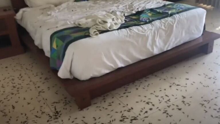 Horror: salen a dar un paseo y al volver se encuentran su habitación llena de insectos