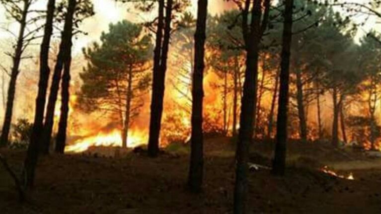 HP reforestará 40.000 metros cuadrados de terreno quemado en Castilla y León