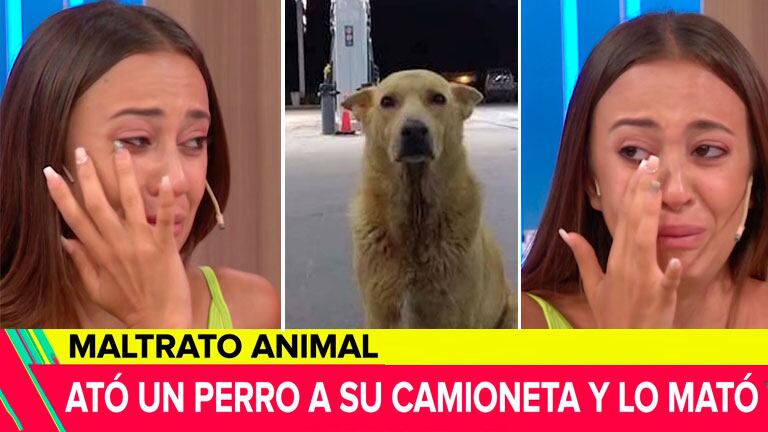 El desconsolado llanto de Nai Awada en Involucrados ante la noticia de que un hombre mató cruelmente a un perro callejero