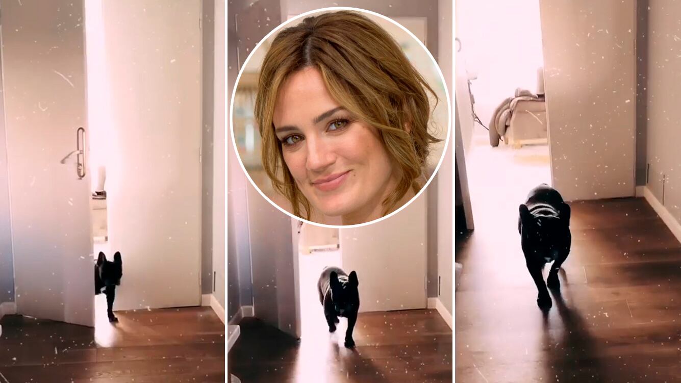 ¡Qué educado! Paula Chaves mostró el increíble truco que le enseñó a su perro: "Me pide permiso" 