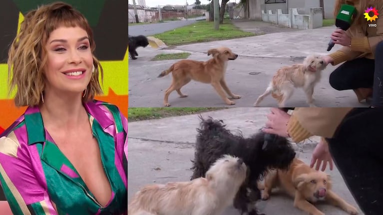 Josefina Pouso se indignó con el abandono de cinco perritos y descolocó a sus compañeros con su decisión