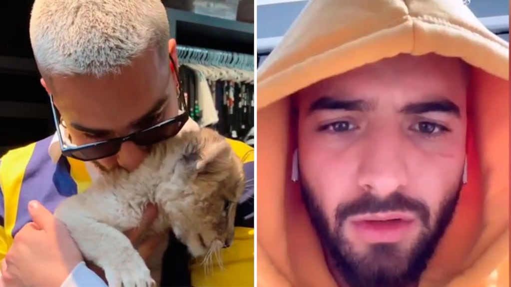 El descargo de Maluma tras las críticas por su video junto a un león cachorro