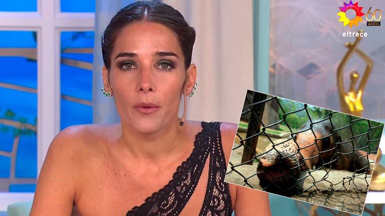 Juana Viale y un fuerte editorial comparando la cuarentena con los zoológicos