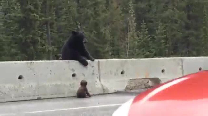El emotivo rescate de una “mamá oso” a su hijo en medio de la autopista