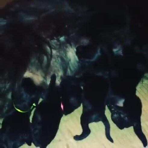 Mulata, la perra de Silvina Escudero, dando por primera vez la teta a sus cachorros