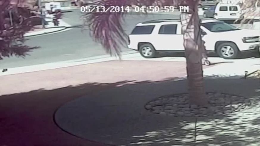 ¡Supergato! Furor en la Web: un heroíco felino salva a un niño de ser atacado por un perro