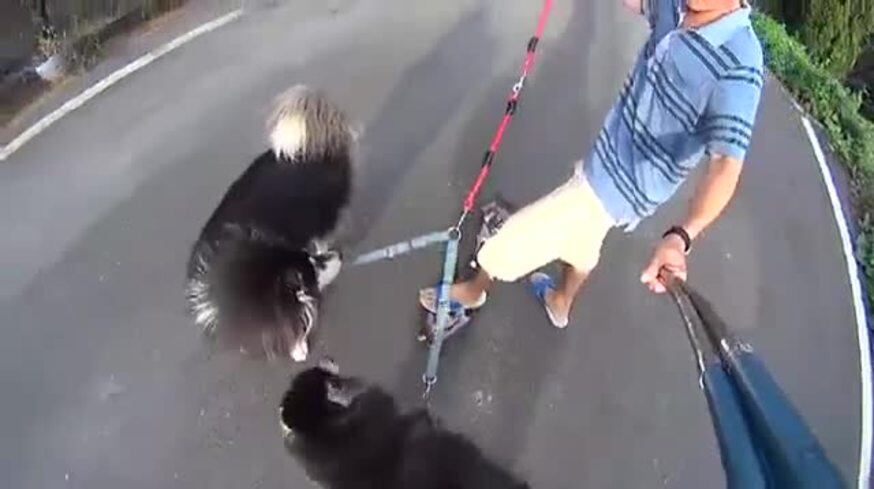 Los siberianos acarrearon a su dueño, que andaba en skate